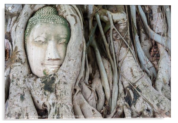 Head of sandstone Buddha in the tree roots Acrylic by Nicolas Boivin