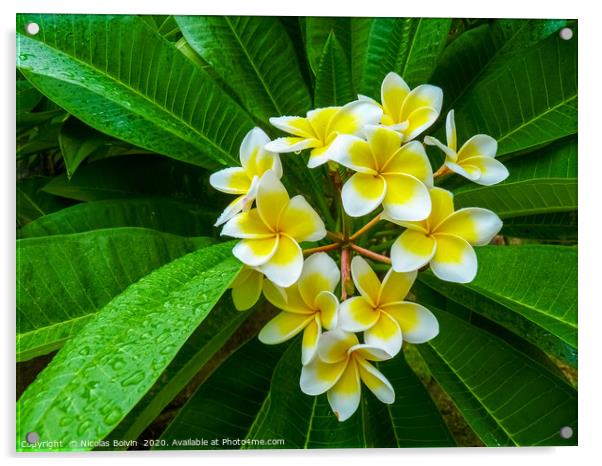 Frangipani flower Acrylic by Nicolas Boivin