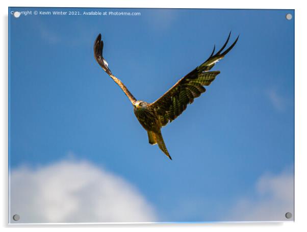 Red Kite in flight Acrylic by Kevin Winter