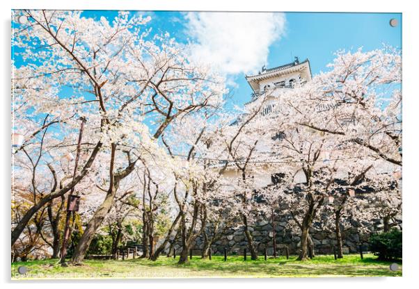 Nagahama castle with cherry blossoms in Japan Acrylic by Sanga Park