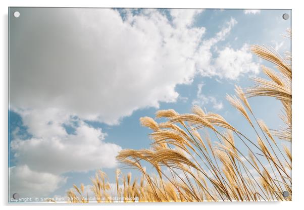 Dry reeds Acrylic by Sanga Park