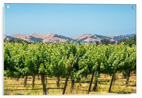 California Wine country - Panoramic Acrylic by Blok Photo 