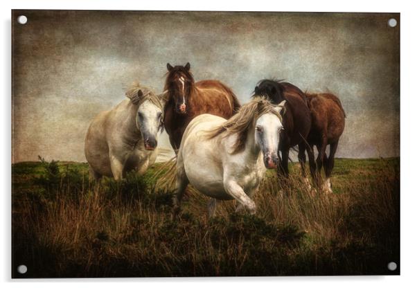 Gower Ponies Acrylic by Roger Daniel