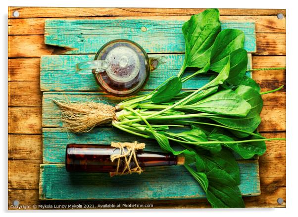 Plantain in herbal medicine,homeopathic herbs Acrylic by Mykola Lunov Mykola