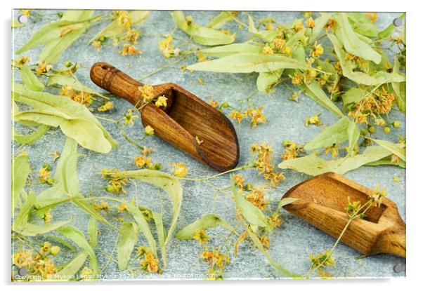 Dried linden blossoms, herbal medicine Acrylic by Mykola Lunov Mykola