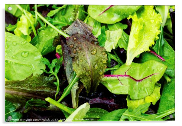 Fresh salad with mixed greens, close up Acrylic by Mykola Lunov Mykola