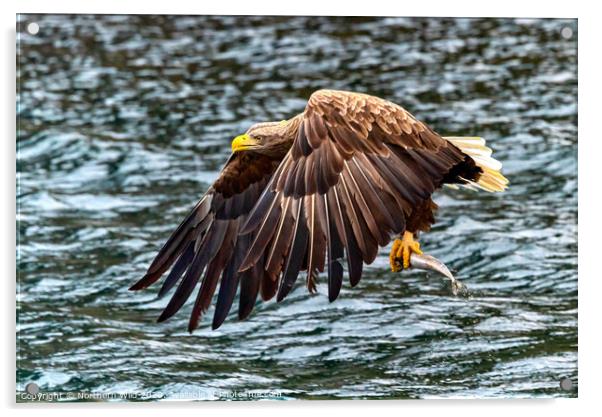 White Tailed Sea Eagle Acrylic by Northern Wild