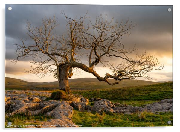 Dramatic tree Yorkshire Dales Acrylic by Northern Wild