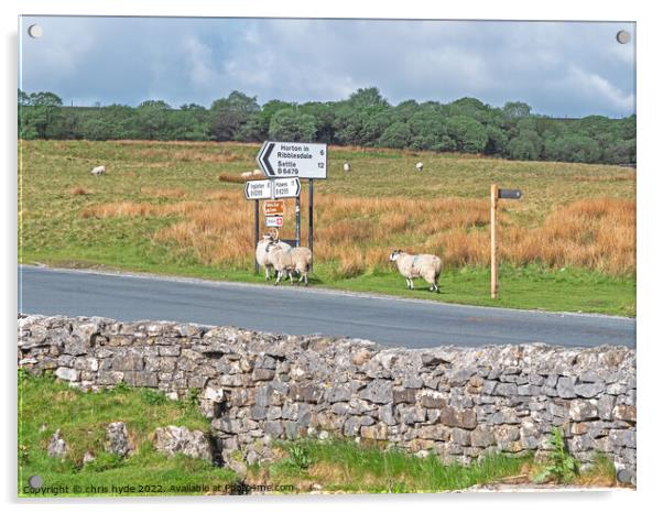 Sheep by Road Sign Acrylic by chris hyde
