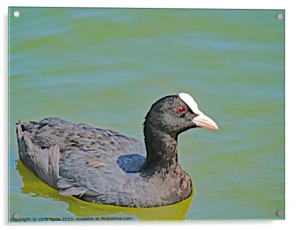 Eurasion Coot Swmming Acrylic by chris hyde