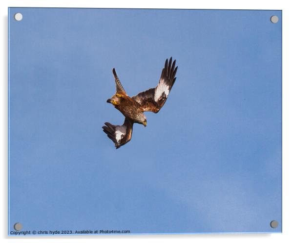 Red Kite Diving Acrylic by chris hyde