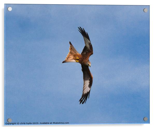 Red Kite hunting Acrylic by chris hyde