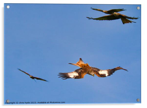 Flock of Red Kites Acrylic by chris hyde