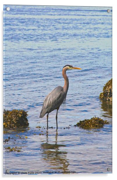 heron wading on foreshore Acrylic by chris hyde