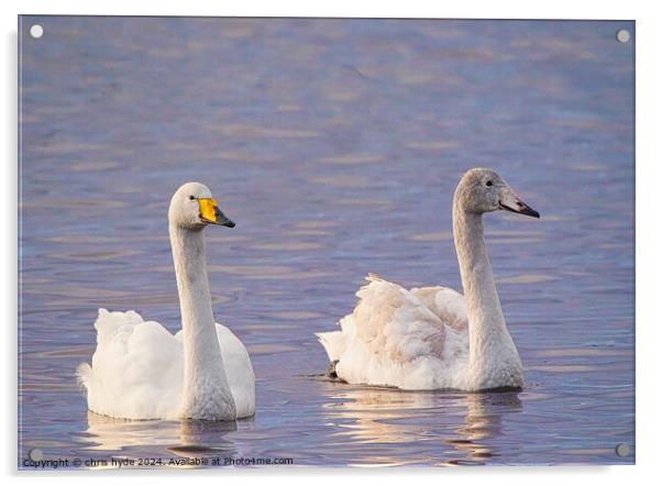 pair of whooper swans swimmming Acrylic by chris hyde