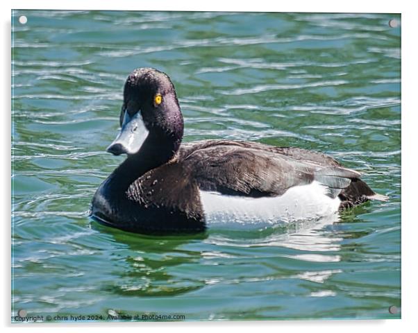 A Tufted Duck Acrylic by chris hyde