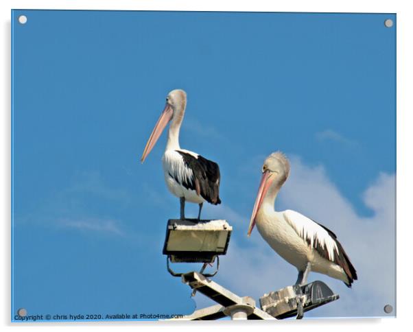 pelicans on mast Acrylic by chris hyde