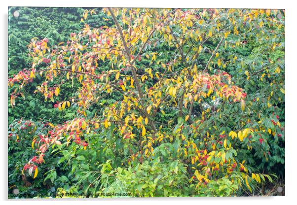Autumn Leaves and Berries Acrylic by chris hyde