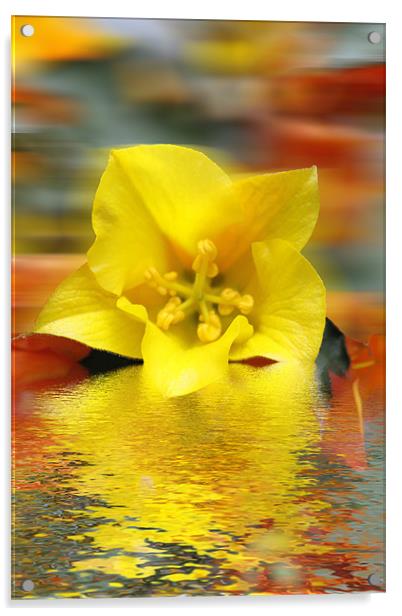 Floral Digital Art Acrylic by David French
