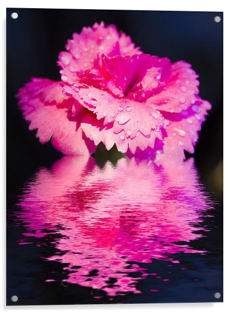 Floral Digital Art Pinks Acrylic by David French