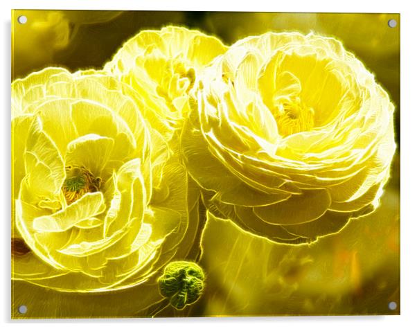 Cream flower Fractals art Acrylic by David French