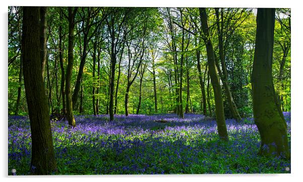 Chalet Wood Wanstead Park Bluebells Acrylic by David French