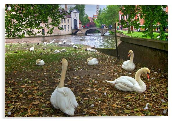 Swans in Bruge Belgium Acrylic by David French