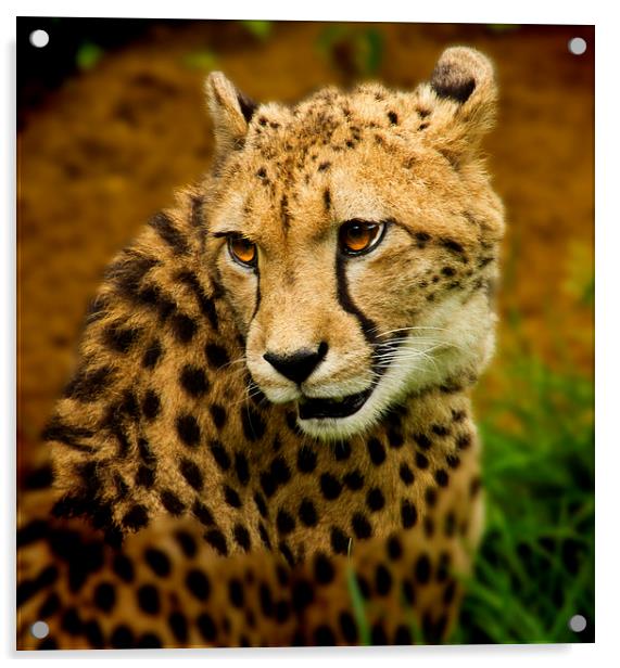  Cheetah Watching Acrylic by David French