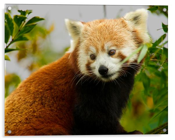  China Red Panda Acrylic by David French