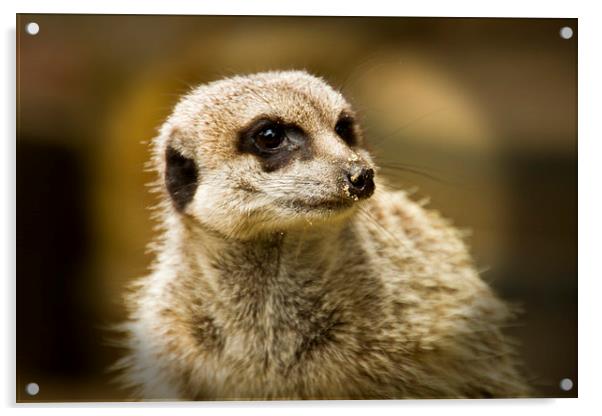 Meerkats   Acrylic by David French