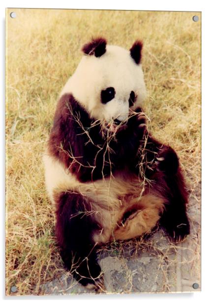 Chinese Giant Panda Acrylic by David French