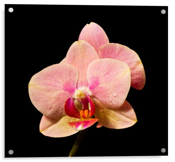 Stunning Orchids Acrylic by David French