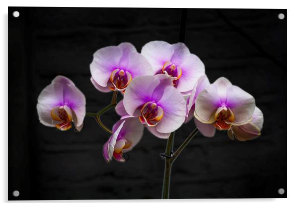 Stunning Pink Orchids Acrylic by David French