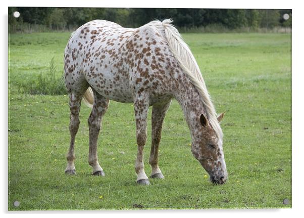 Appaloosa breed horse grazing Acrylic by David French
