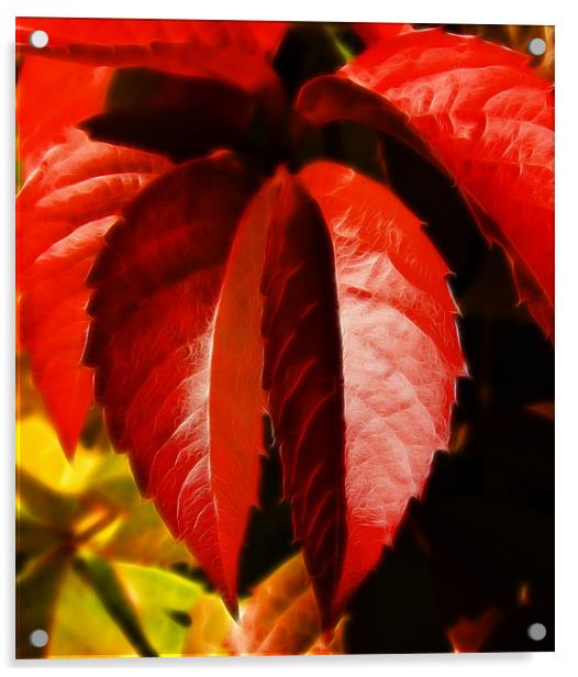 Hanging leaves, Virginia creeper  leaves Acrylic by David French