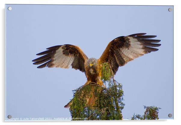Red Kite showing off! Acrylic by Julie Tattersfield