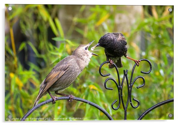Starling feeding its  fledgling Acrylic by Julie Tattersfield