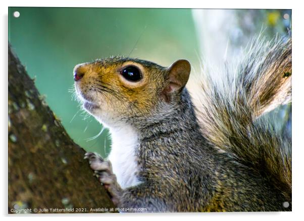 Squirrel hunting in the tree Acrylic by Julie Tattersfield