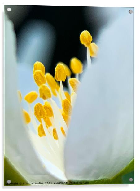 Pistil within the core of a brilliant white flower Acrylic by Julie Tattersfield