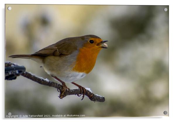 Robin catching the sunflower seed in the snow Acrylic by Julie Tattersfield