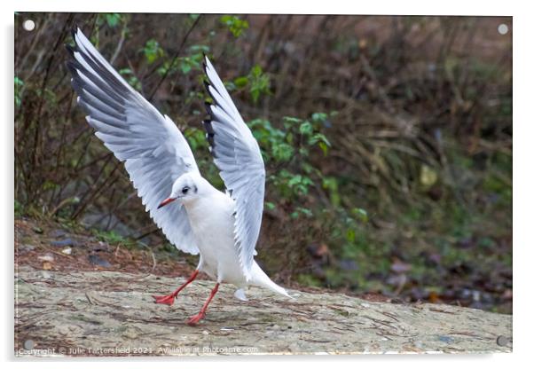 Black headed gull showing off its wings Acrylic by Julie Tattersfield