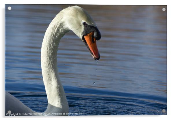 Graceful swan Acrylic by Julie Tattersfield