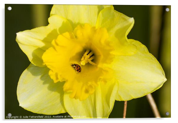 Ladybird enjoying the Daffodil Acrylic by Julie Tattersfield