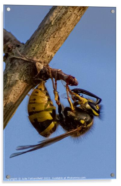 wasp chewing through the branch Acrylic by Julie Tattersfield