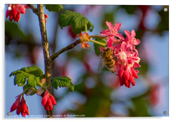 wasp enjoying the pollen Acrylic by Julie Tattersfield