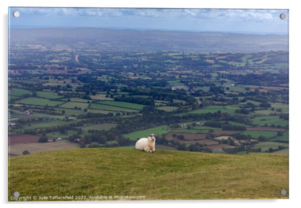 Sheep’s eye view Acrylic by Julie Tattersfield