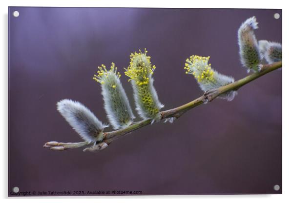 Catkins, its nearly spring! Acrylic by Julie Tattersfield