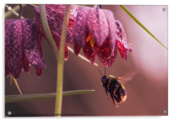 Big Bee Eyes! Acrylic by Julie Tattersfield