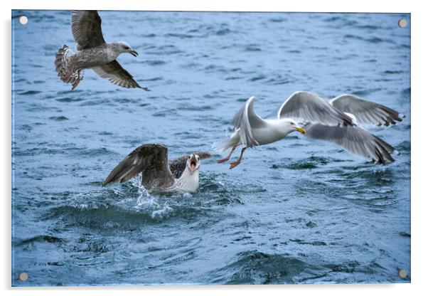 A flock of seagulls having a bit of an argument!  Acrylic by Julie Tattersfield