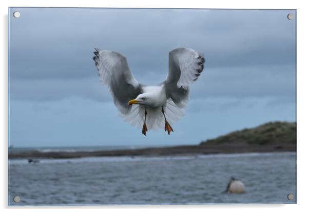 Seagull beauty Acrylic by Julie Tattersfield
